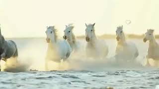 Bir Kuş Gibi Özgür Ve Vahşiler.