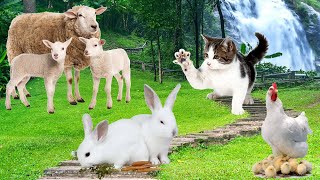 Farm Animal Sounds: Chicken, Sheep, Cat, Rabbit - Animal Paradise - Animal & Bird Sounds