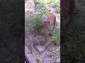 Filhotes raros de leopardo-do-norte-da-china recebem visitantes em zoológico da Croácia