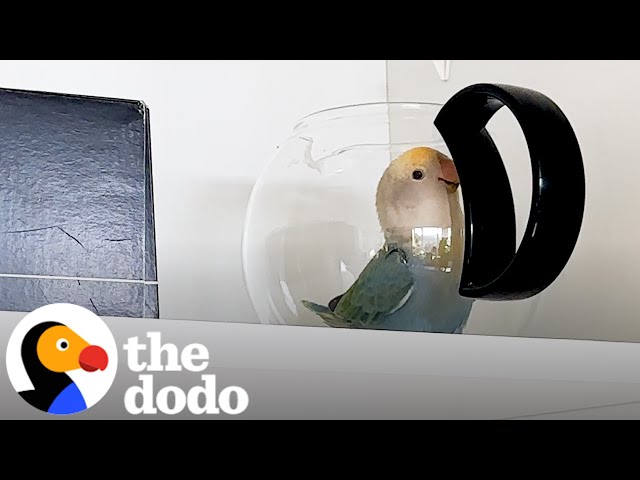Lovebird Will Go To Any Length To Break Into Kitchen Cupboard | The Dodo class=