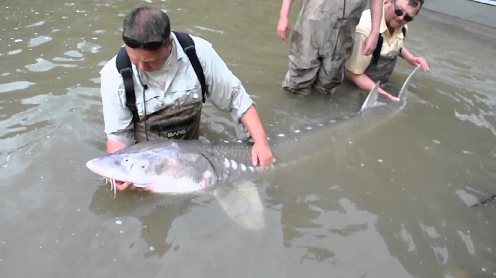Releasing a 300 pound Fraser river white sturgeon