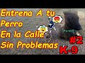 Haz que tu Perro No se Distraiga al Entrenar o Pasear en la Calle / Paseo Recreativo Proyecto K9 #2