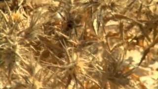 Рождество Христово - Рождество Христово -