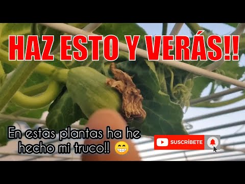 Video: Plantas de calabaza que no florecen: aprenda a obtener flores en las calabazas