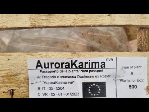 Маточники клубники, начало.