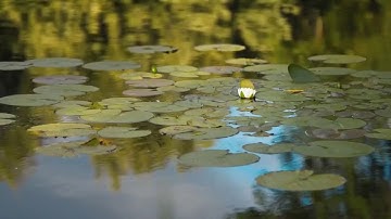 / وننزل من القران ماهو شفاء /مقطع قران قصير تلاوة خاشعة من روائع الشيخ فارس عباد