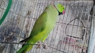 Indian Ringneck Parrot ? - Ringneck Hand Tamed Talking Parrot