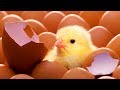 1й день ИНКУБАЦИИ. ВЫЛУПЛЕНИЕ ПТЕНЦОВ из яиц в инкубаторе на ферме.ОБЗОР  Хозяйство БЕРЕЗИНО