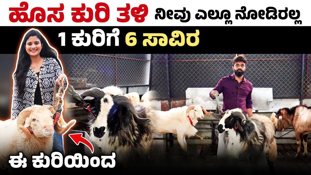 ಈ ಹೊಸ ತಳಿಯ ಕುರಿ ನೀವು ಎಲ್ಲಿಯಾದ್ರೂ ನೋಡಿದ್ದೀರಾ?| | Sheep Farming in Kannada | Vilayati Sheep