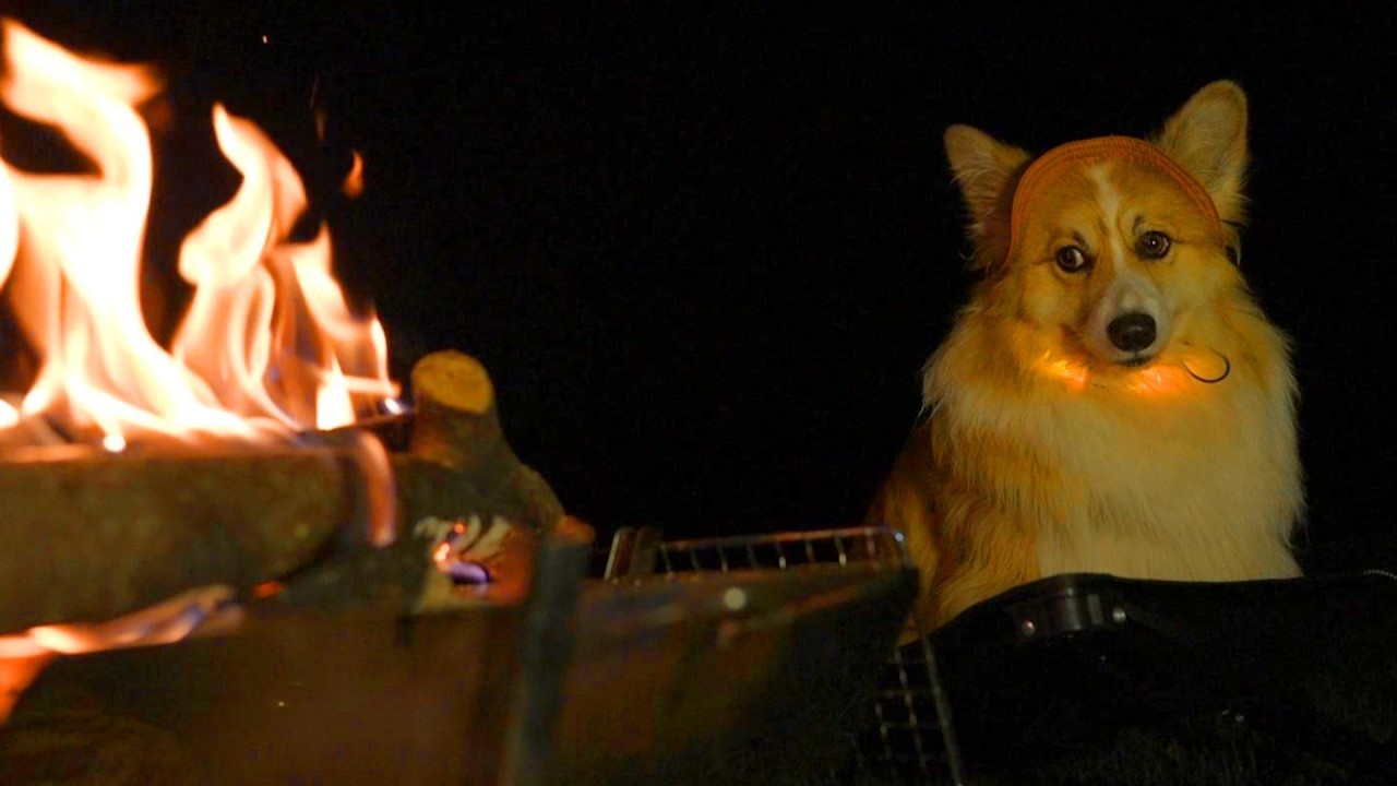 愛犬が集めた『木の棒』をキャンプで燃やした結果…【犬連れキャンプ総集編】