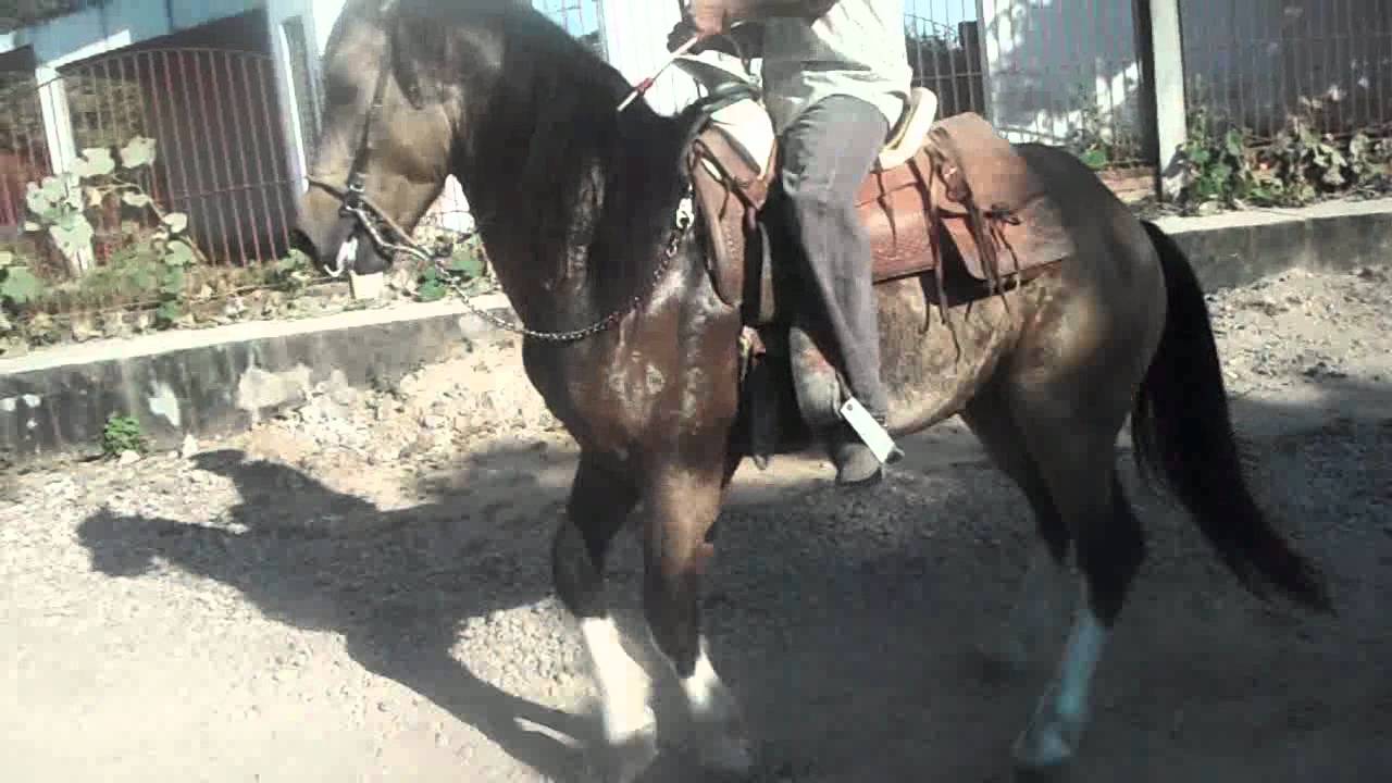 caballo3 Simon Palomares