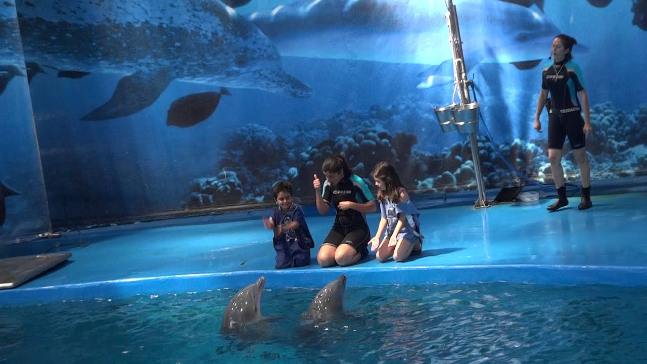 Dolphin Show at Barcelona Aquarium - YouTube