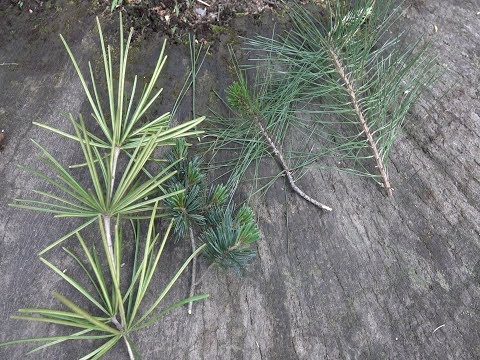 어떤게 우리소나무일까? Pine tree