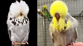 Grandmother to Grandson. Breeding budgie to improve overall Quality by Budgerigar 4,807 views 1 year ago 7 minutes, 4 seconds