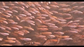 Tilapia Raising | Fish Farming In India | Aquaculture