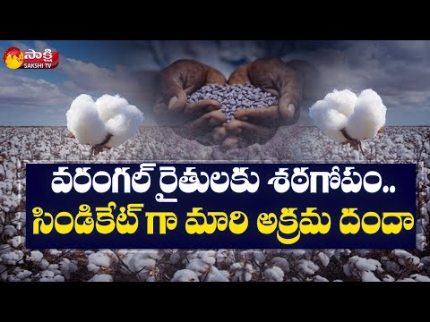 Ground Report : Fake Cotton Seeds Business In Warangal District | Sakshi TV - SAKSHITV