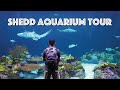 Chicago shedd aquarium tour  penguins dolphins sharks  more