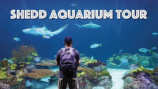 Chicago Shedd Aquarium Tour — Penguins, Dolphins, Sharks & More!