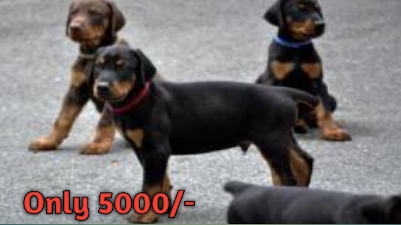 Doberman Puppies For Sale In Low Price Ll Doberman Dog Price Delhi And doberman-puppies-for-sale-in-low-price-ll-doberman-dog-price-delhi-and