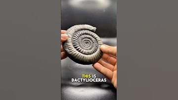 Fossil Finds From Whitby part2 UNCOMMON Amongst The Uncommon! #fossil #whitby #shorts #fossilhunting