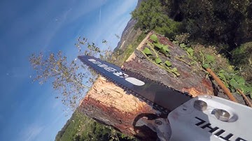 Arborist Tree Removal of 2 100ft Pine Tree