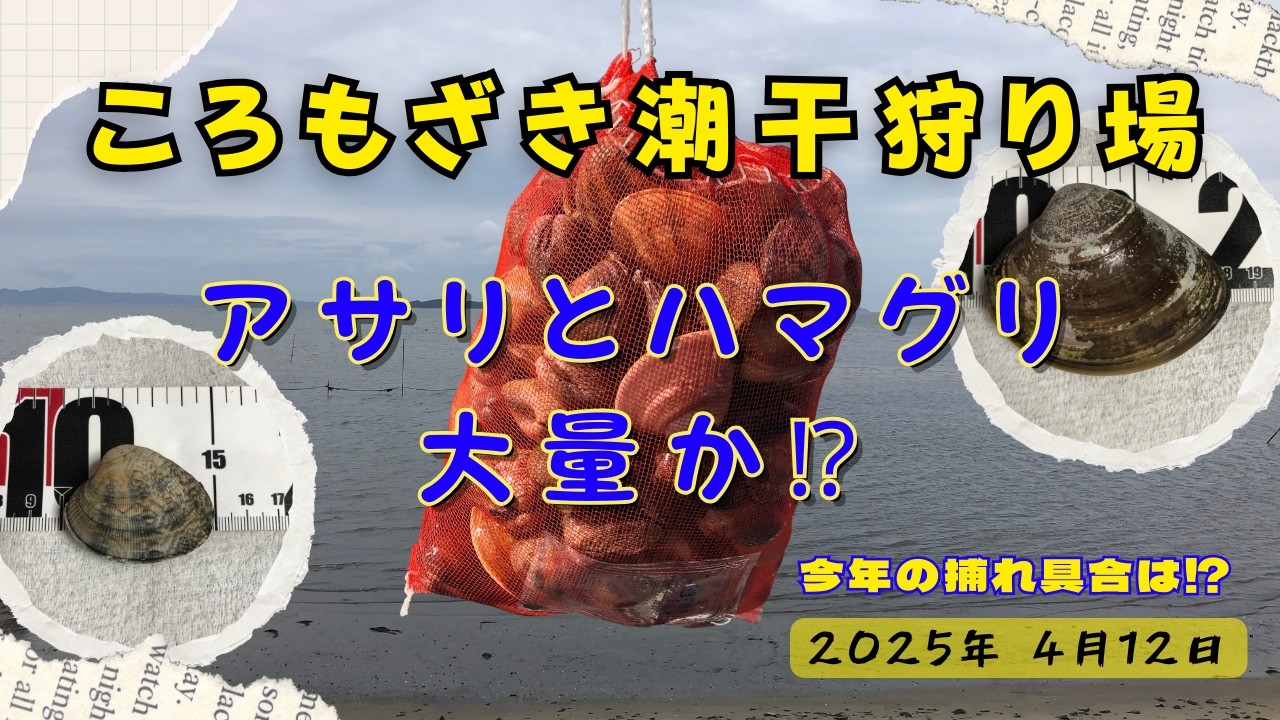 【2025年 ころもざき潮干狩り場レポート！ハマグリ大量GTEなるか！】