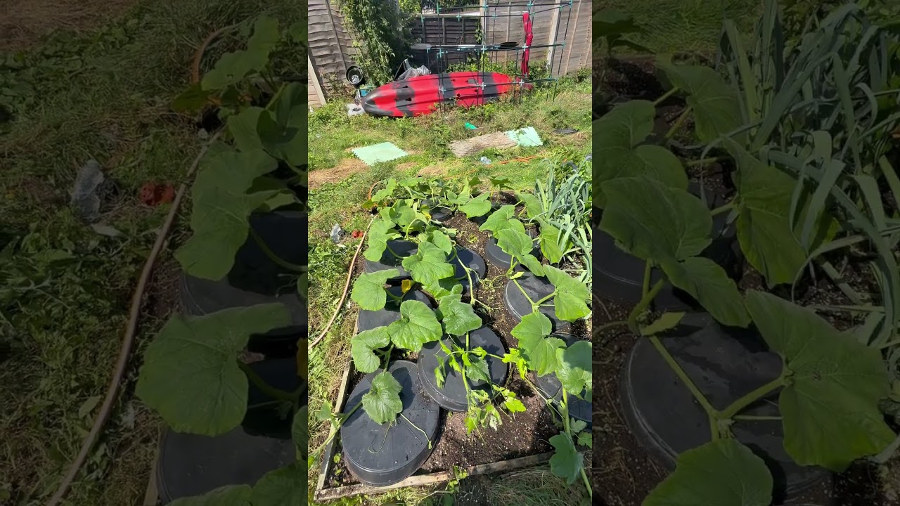 UK OUTDOOR GROW EGG PLANT