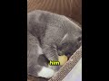 Cat vs Chick… But Wait for the Twist #Shorts