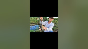 Câu cá rô đồng to như bàn tay