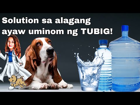 Video: Gaano Karaming Tubig Ang Dapat Uminom Ng Aso?