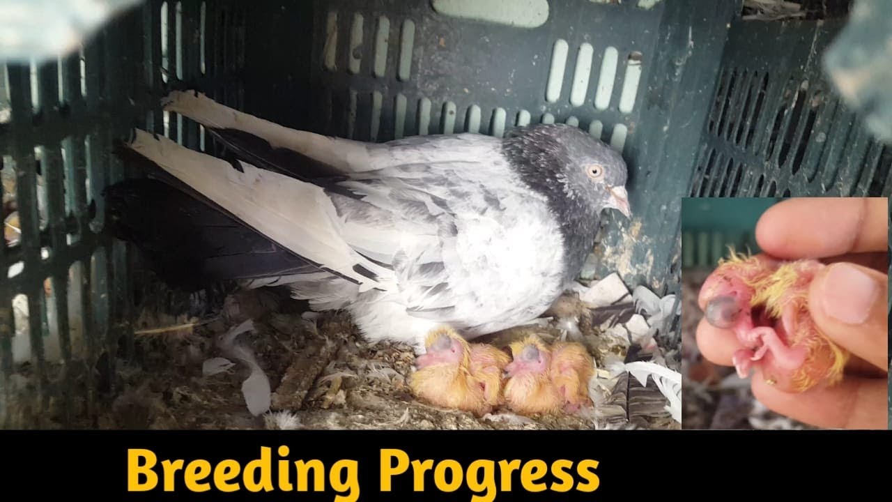 Breeding Progress 2020 Bachy Hi Bachy || Hashim Mahmood Pigeons