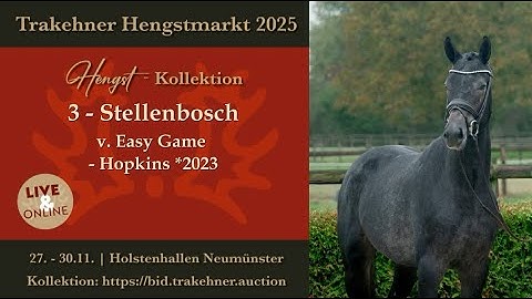 3 - Stellenbosch - Hengst v. Easy Game - Hopkins *2023