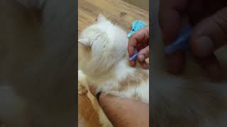 تنظيف القطط من البراغيث بواسطة العلاج ✅