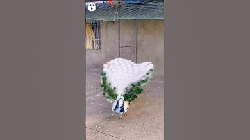 Thumbnail of Rare white peacock with its spectacular feathers ❤️