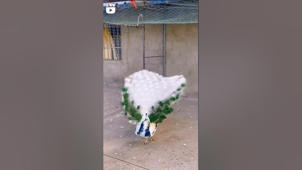 Rare white peacock with its spectacular feathers ❤️