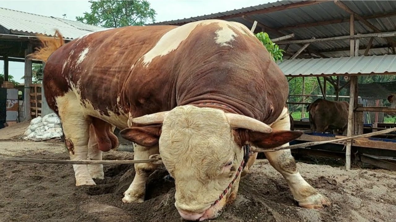 ARJUNA SAPI RAKSASA Terbesar di Mojokerto Keluar Kandang‼️Setiap Malam ...