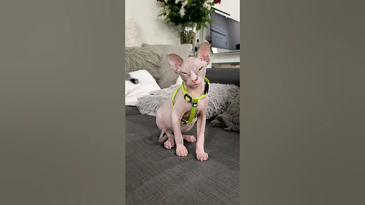 Video 11445341: sphynx kittens first, kitten training