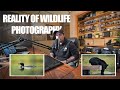 The Reality of WILDLIFE Photography | Loons &amp; Black Bears