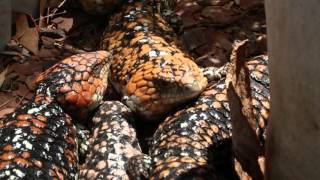 Goldfields shingleback 7