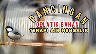 Pancingan gelatik batu bahan dan terapi air mengalir cepat bunyi