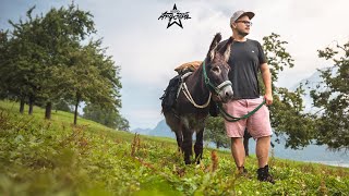 Zwei Esel im Aargau 2020