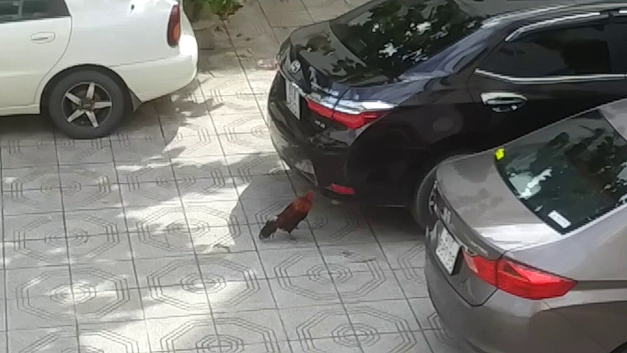 Rooster Attacks Its Own Reflection || ViralHog