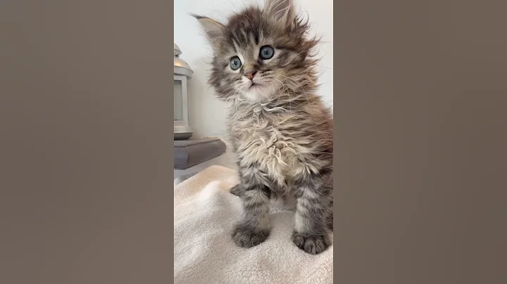 Watch the video about Silverlynxcoon #mainecoon #kitten #cute #prettylittlebaby #love #magical #oldies #mainecoonkitten
