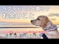 【飼育費用#45】ラブラドールレトリバーと暮らすお金のこと。お迎え費用、エサ代、医療費など… labrador retriever ぼんちゃん　大型犬　子犬 パピー