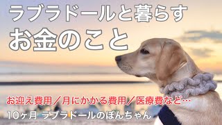 【飼育費用#45】ラブラドールレトリバーと暮らすお金のこと。お迎え費用、エサ代、医療費など… labrador retriever ぼんちゃん　大型犬　子犬 パピー