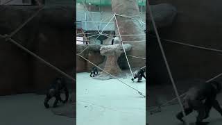 chimpanzees fight in the zoo. В зоопарке подрались шимпанзе