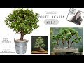 PORTULACARIA AFRA  Y EL PORQUE TIRAN SUS HOJAS 🌾🍀arbol de la abundancia*arbusto moneda