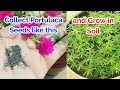 Collect Portulaca Seeds and Grow in Soil Easily,How to collect and grow Portulaca seeds