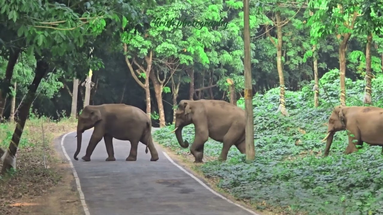 റോഡിൽ കാട്ടാനയുണ്ട് 😱😱#athirapalli #elephant #animals #wildlife #kabani #wayanad#idukki #travel 