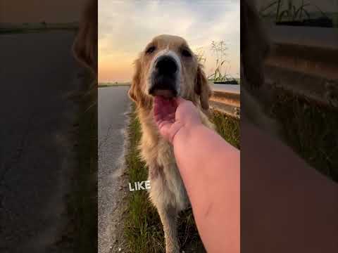 Video: Texas tieners handelen snel om het leven van een verlaten stervende hond te redden